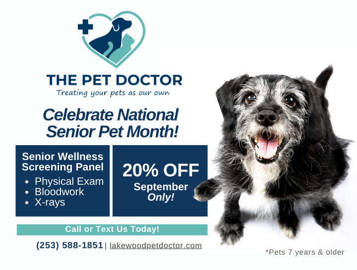We’re Celebrating Senior Pets This September at The Pet Doctor